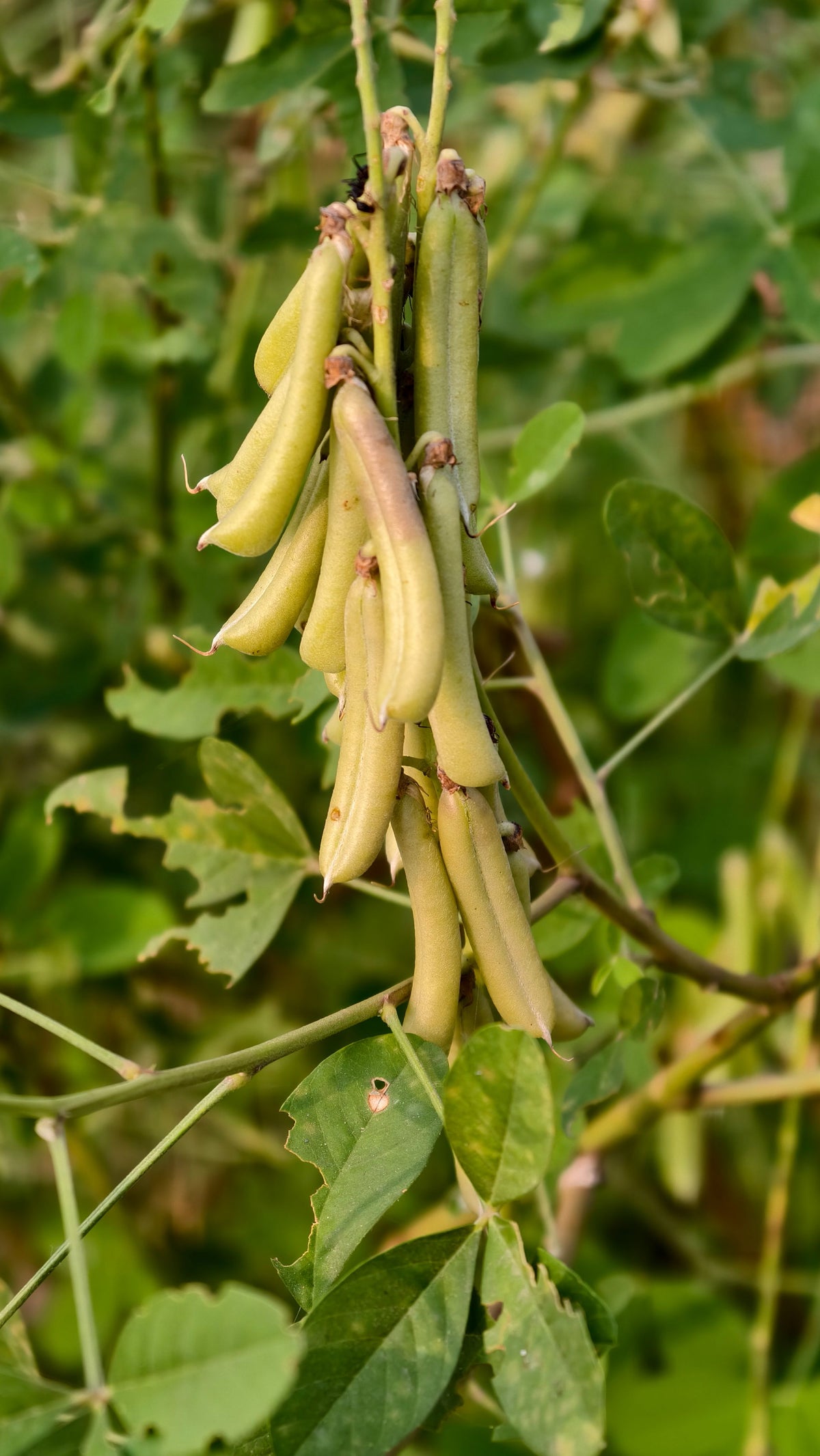 Green beans growing on a healthy garden plant
