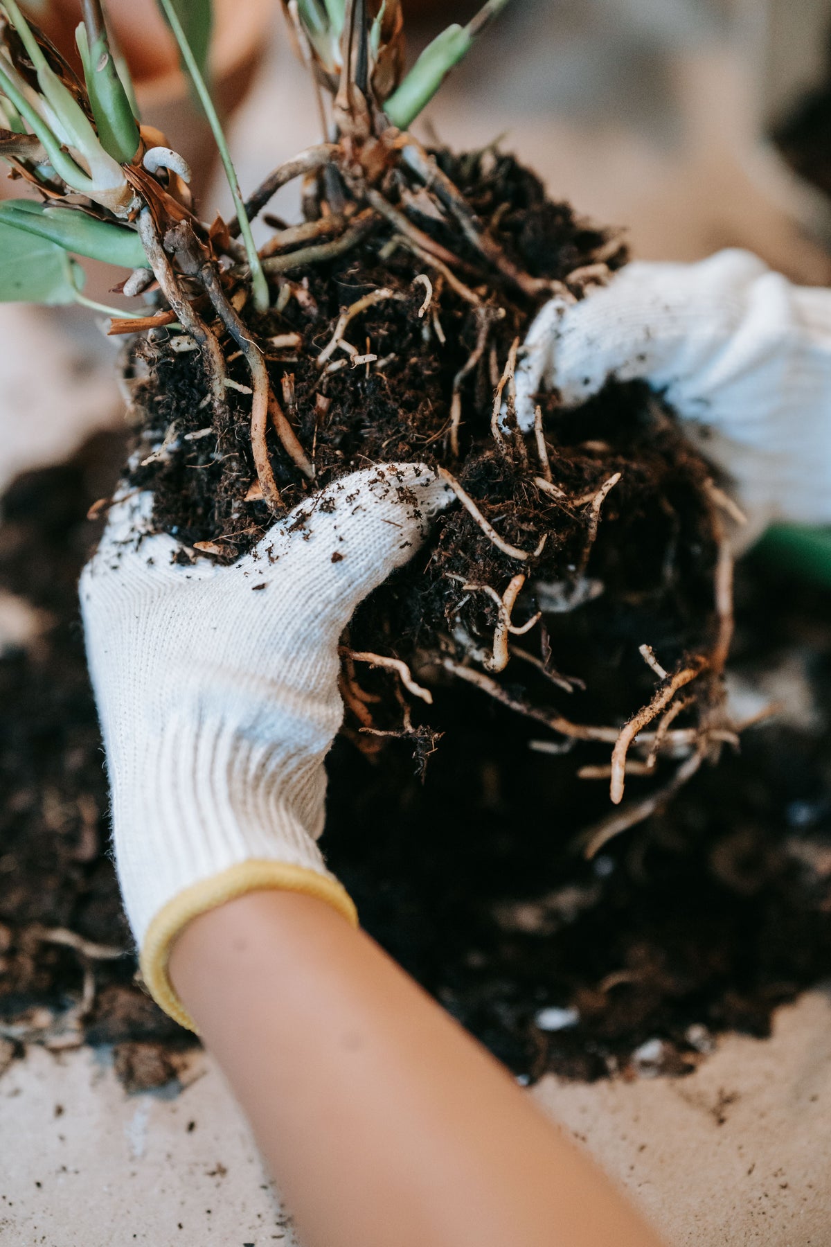 Gardener holding plant roots and rich soil