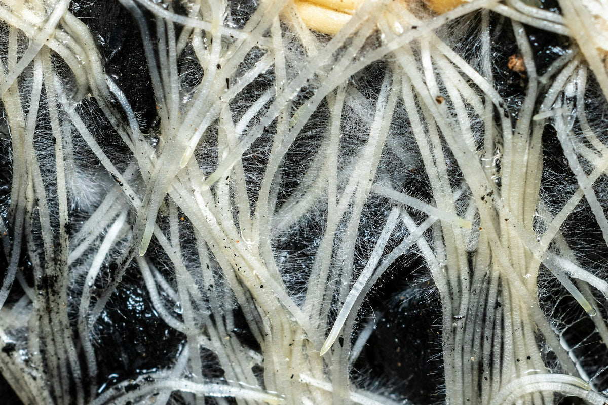 Close-up of plant roots growing through dark soil