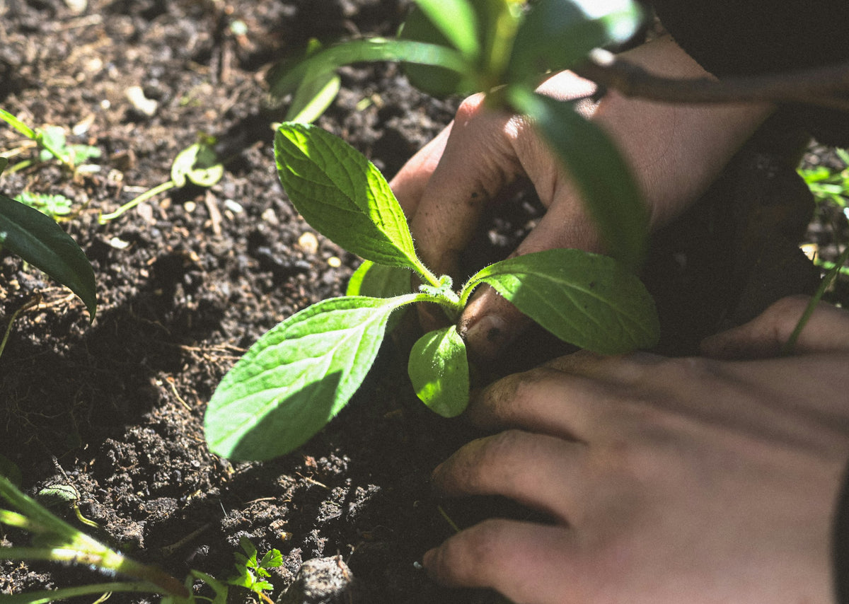 Hands planting a young green seedling into dark soil