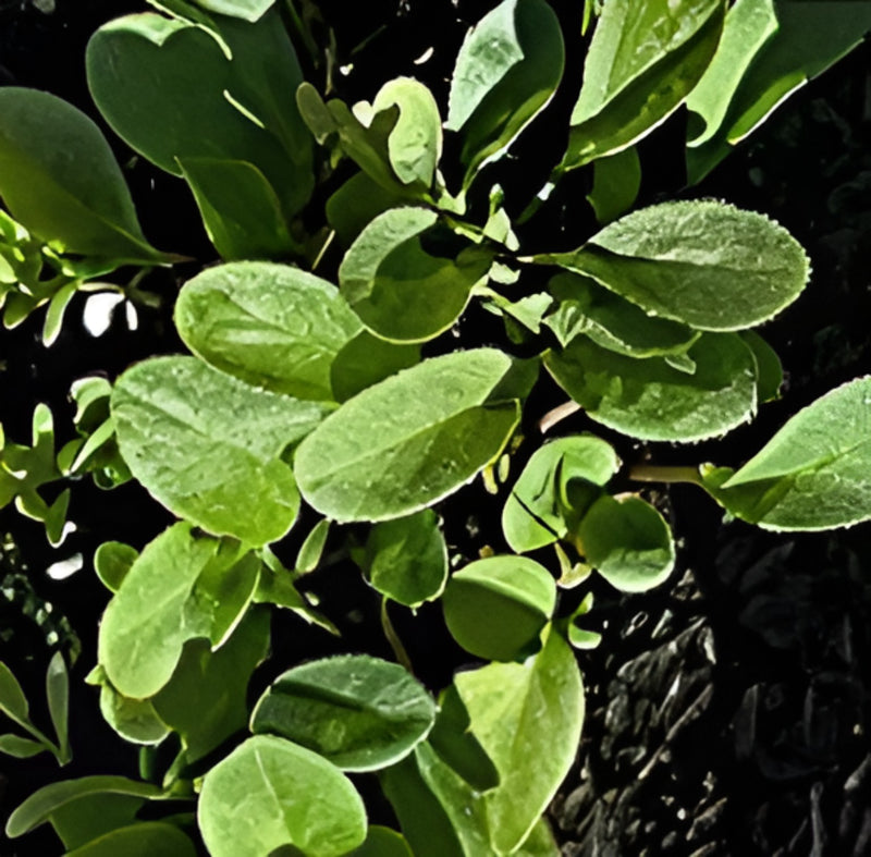 Plant grown with Bug Poop in grower comparison