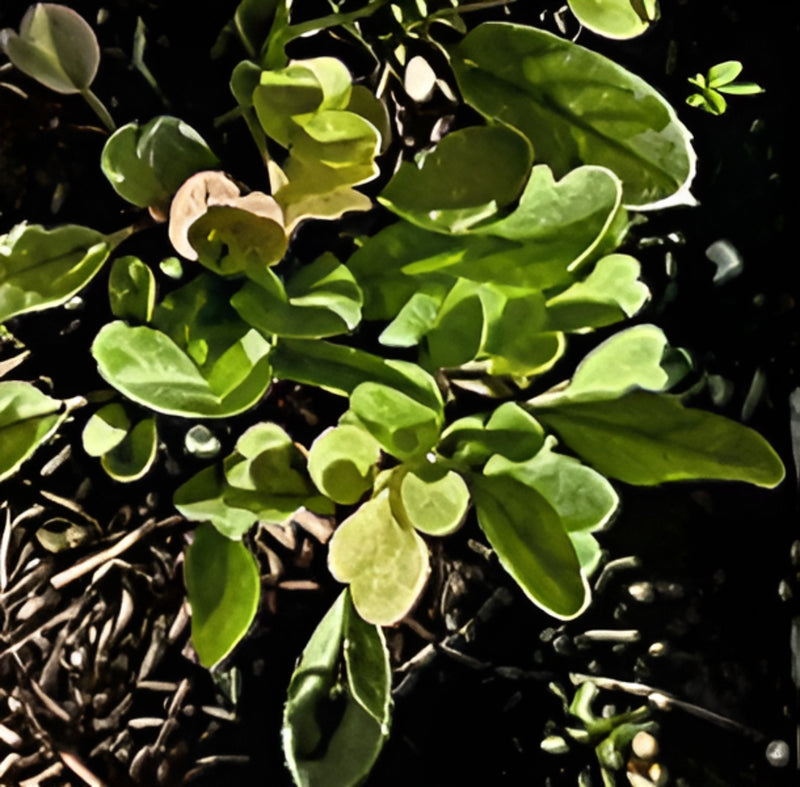 Plant grown without Bug Poop in grower comparison