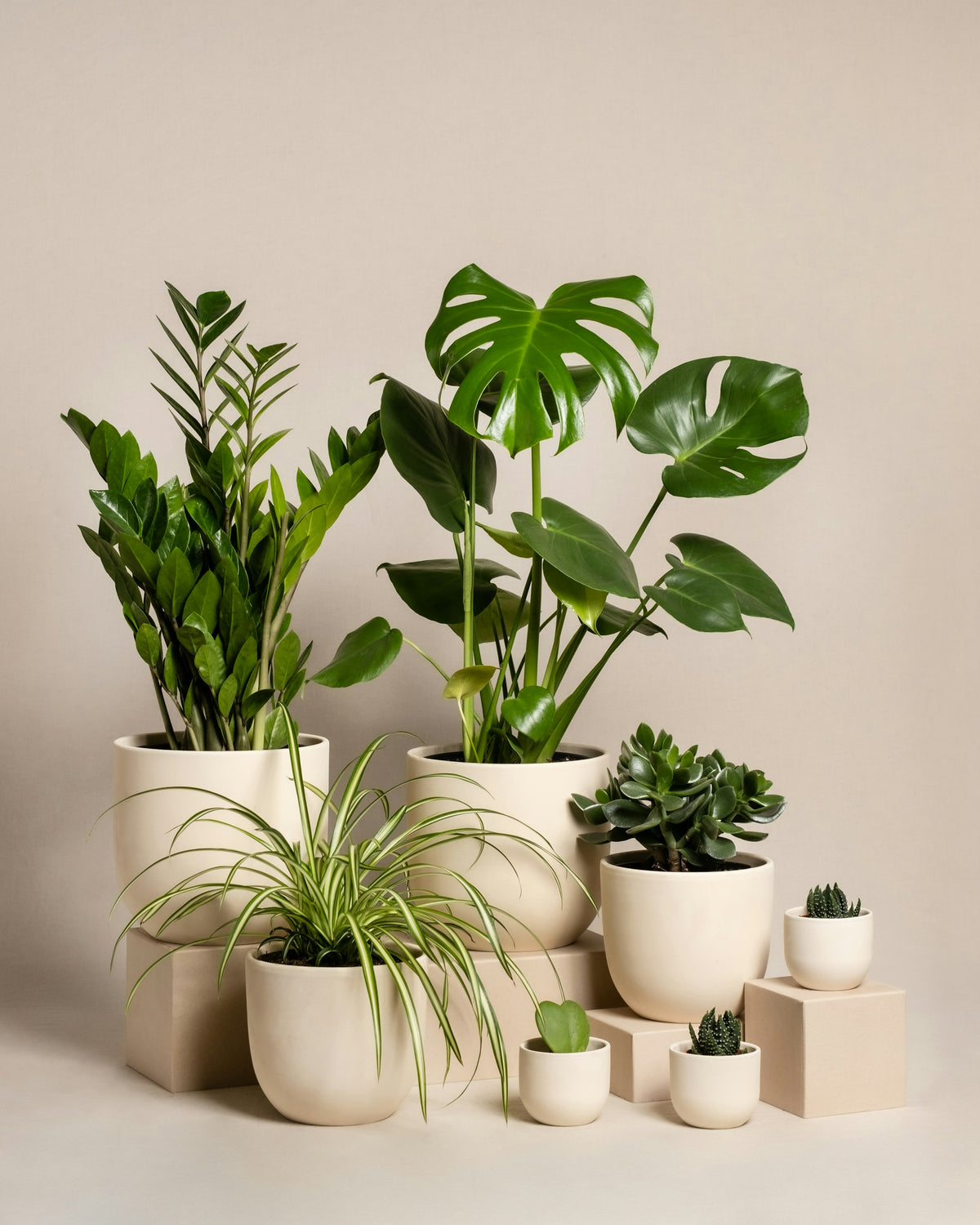 Vibrant indoor potted plants