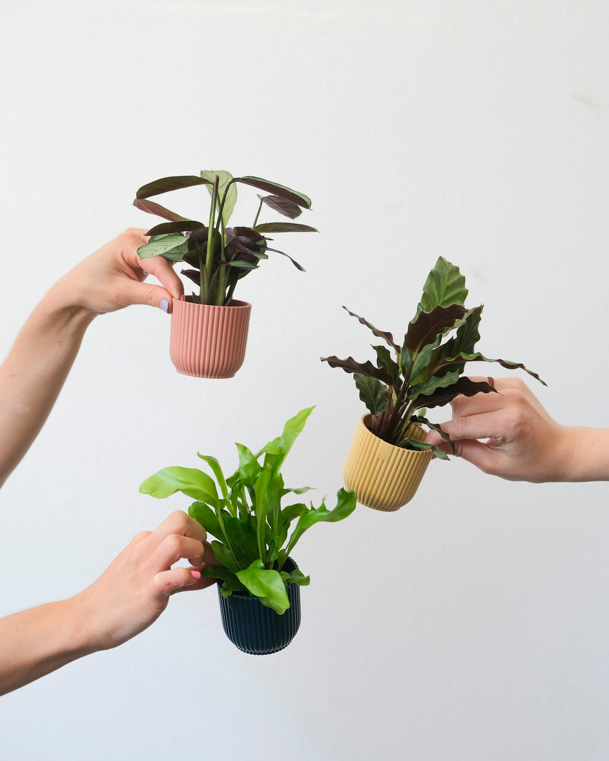 Healthy potted plants being held by a gardener