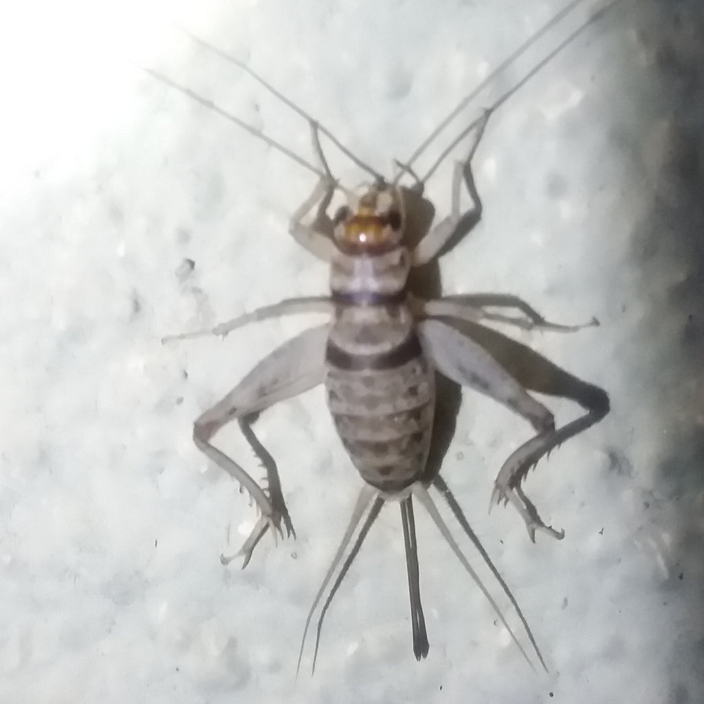 Tropical banded cricket (Gryllodes sigillatus)
