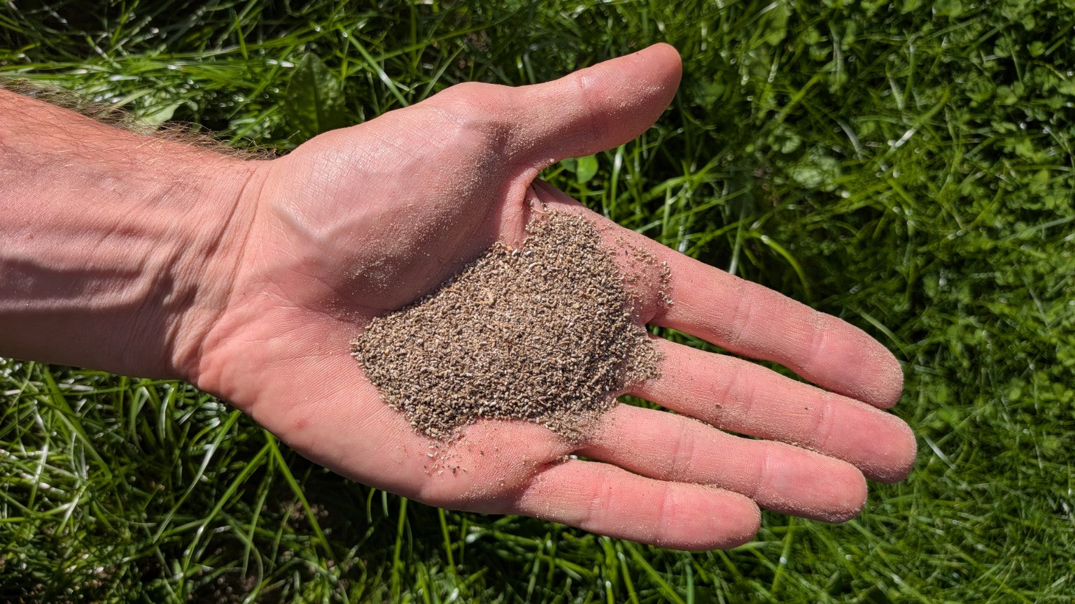Hand holding Bug Poop cricket frass fertiliser